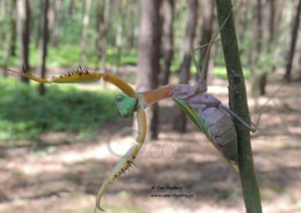 Hierodula Sp Kalimantan