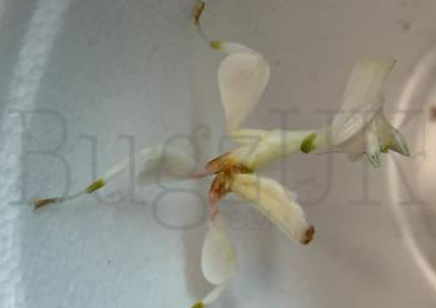 Hymenopus coronatus unsexed nymphs (L2/L3 orchid mantis) C/B