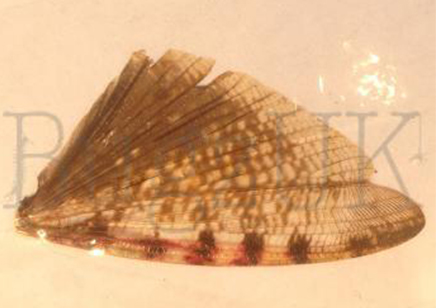 Polyspilota aeruginosa C/B