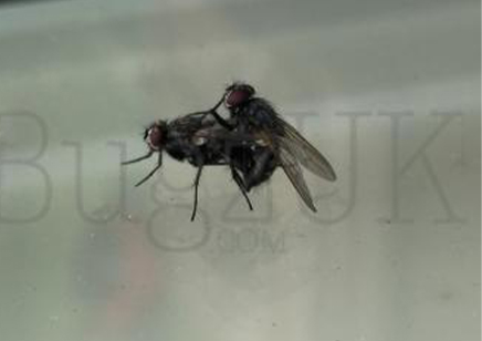 Flies : Calliphoridae: Blow Fly maggot Larvae