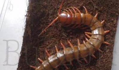 Scolopendra Dehaani..chinese
