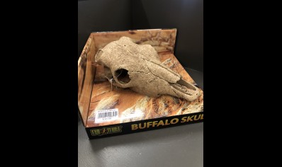  Skull Of Buffalo - Large