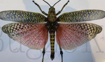 Martyn Warren : Digital Print : Phymateus Saxosus (crimson Winged Grasshopper)