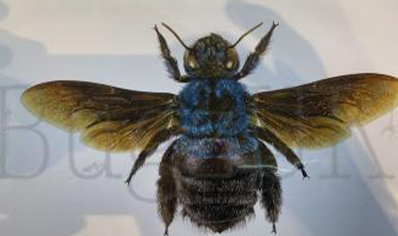 Martyn Warren : Digital Print : Xylocopa Caerulea (blue Carpenter Bee)