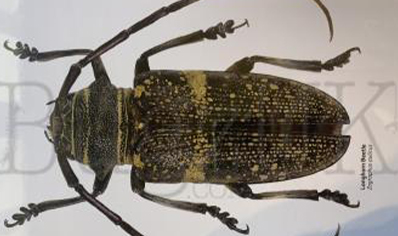 Martyn Warren : Digital Print : Zographus Aulicus (longhorn Beetle)