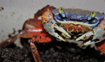 Cardisoma armatum -Rainbow Crab