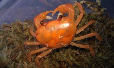 Madagascan Orange Land Crab