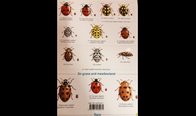 Guide to Ladybirds of the British Isles  -  Natural History Museum