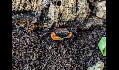 Lepidothelphusa orangearm - Borneo Orange Arm Crab