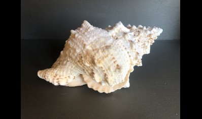 GIANT FROG SHELL 8.5 INCHES