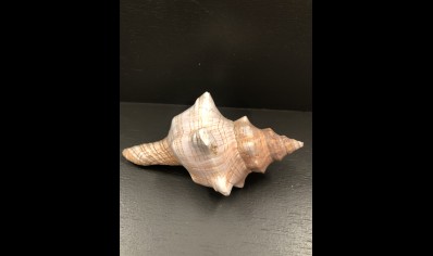 FOXHEAD SHELL - LARGE