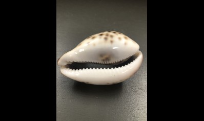 TIGER COWRIE