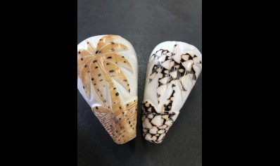 CARVED CONUS SHELL
