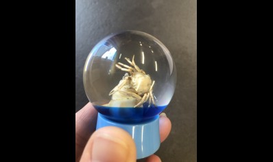 Paperweight Globe mini - Crab in a Solid resin  on a plastic base