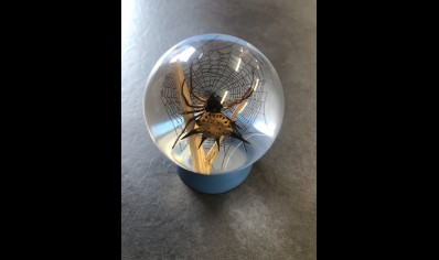 Paperweight Globe Mini - Spider in a Solid resin  on a plastic base