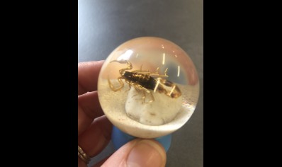 Paperweight Globe Mini- Scorpion in a Solid resin  on a plastic base
