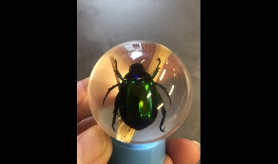 Paperweight Globe Mini- Rutland beetle in a Solid resin  on a plastic  base