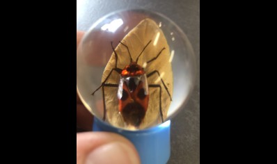 Paperweight Globe Mini- Milkweed bug in a Solid resin  on a Plastic base