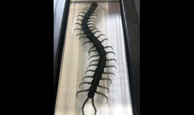 Paperweight Large- centipede set in Resin -Rectangle