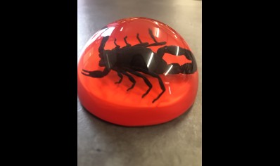 Paperweight Dome small - Black scorpion 