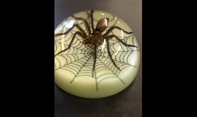 Paperweight Dome- small  Spider with web