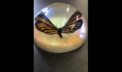 Paperweight Dome Large-Common Tiger Butterfly