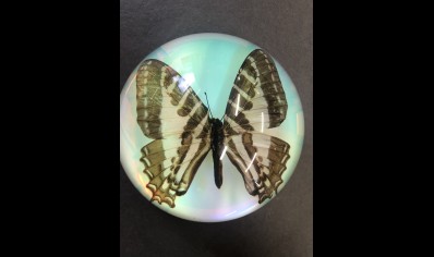 Paperweight Dome Large- Swallowtail Butterfly (Iridescent)