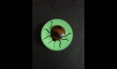 Fridge Magnet- Orange Beetle ( Glow in the dark )