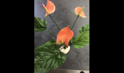 Lily Anthurium Blush 30cm x 30cm