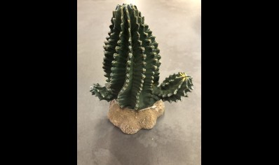 PROREP Cactus