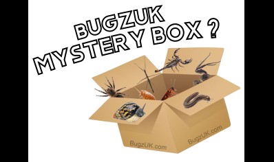 Mystery box beginner