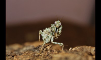 Blepharopsis Mendica  - Thistle Mantis