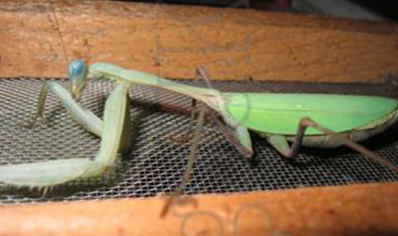 Hierodula membrenacea - Giant Asian Mantis C/B