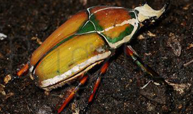 Mecynorrhina Torquata Ugandensis (B7) (C/B by BugzUK)