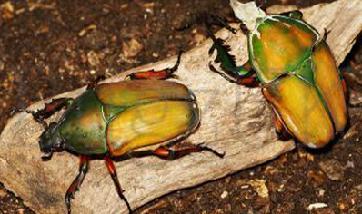 Mecynorrhina Torquata Ugandensis (B7) (C/B by BugzUK)