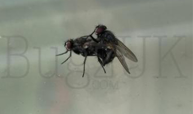 Flies : Calliphoridae: Blow Fly maggot Larvae