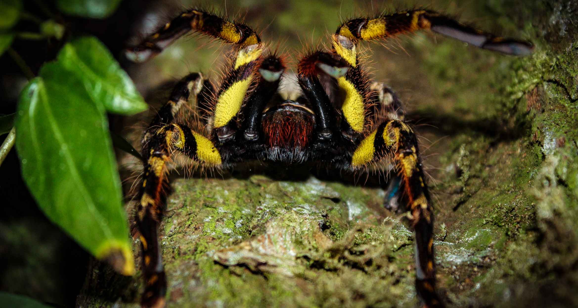 Pornata Spider