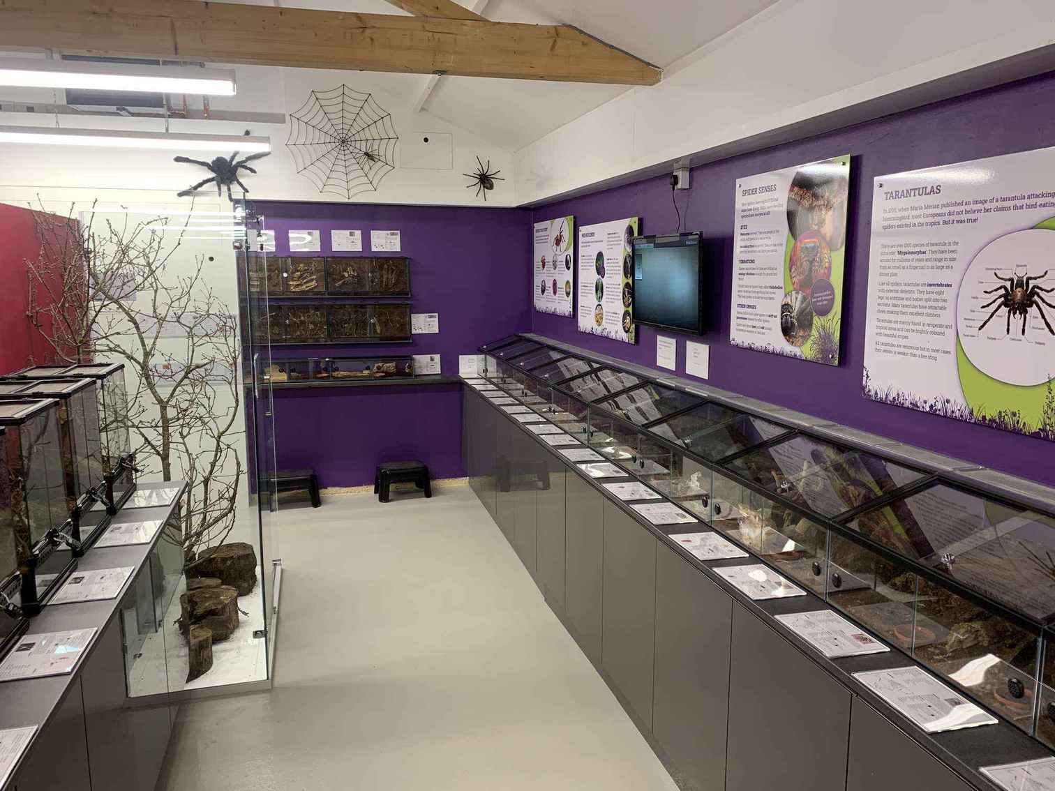 Bug display