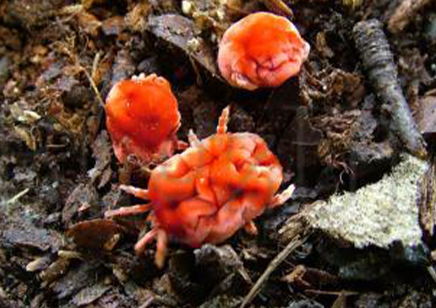 Mites : Trombidiidae