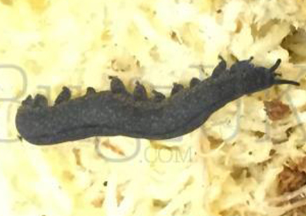 Velvet Worms : Peripatus Novaezealandiae