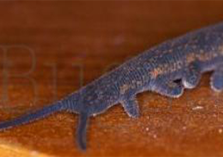 Velvet Worms : Peripatus Novaezealandiae