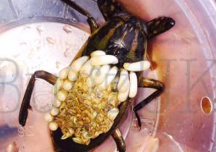 Water Bugs : Lethocerus Africanus