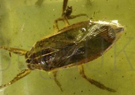 Water Bugs : Lethocerus Africanus