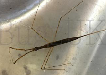 Water Stick Insect : Likely Ranatra Sp
