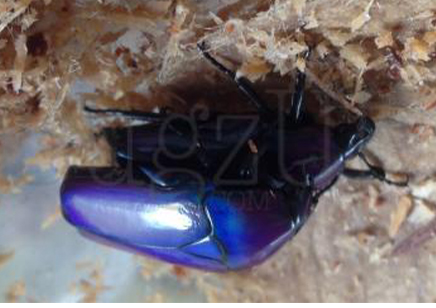 Smaragdesthes Sp M Purple Form (must Be Ordered In Pairs)