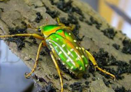 Stephanorrhina Guttata 