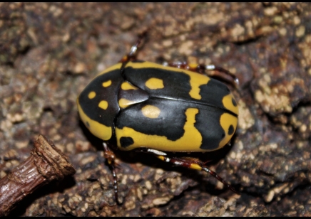 Pachnoda Sinuata Flaviventris (B38)