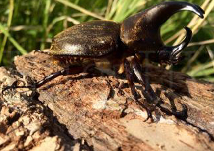 Xylotrupes Pubescens