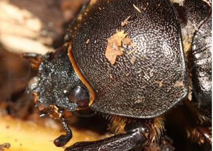 Xylotrupes Pubescens