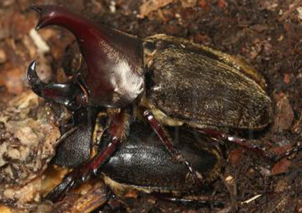 Xylotrupes Pubescens